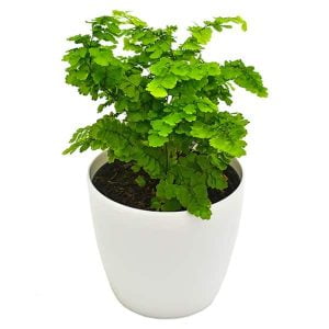 Planta Helecho cilantrillo