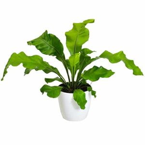 Planta Helecho Nido de Ave