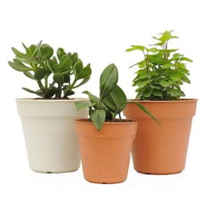 Combo #1 - Plantas de Abundancia y Prosperidad