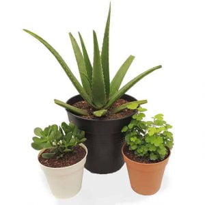 Combo #2 - Plantas de Abundancia y Prosperidad