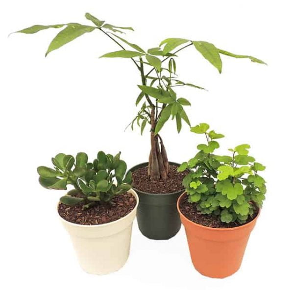 Combo #3 - Plantas para atraer el dinero