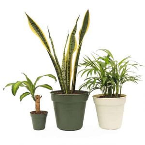 Combo #6 - Plantas de Bienestar y Purificación