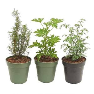 Combo #5 - Plantas para alejar energías negativas