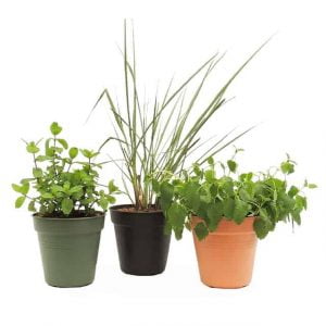 Combo #4 - Plantas de Limpieza para el año Nuevo