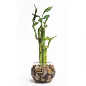 Lucky Bambú: planta de riqueza, salud y felicidad