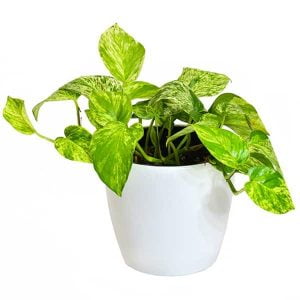 Planta pothos Miami Mármol