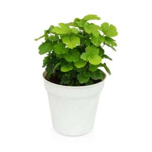 Millonaria: planta de abundancia