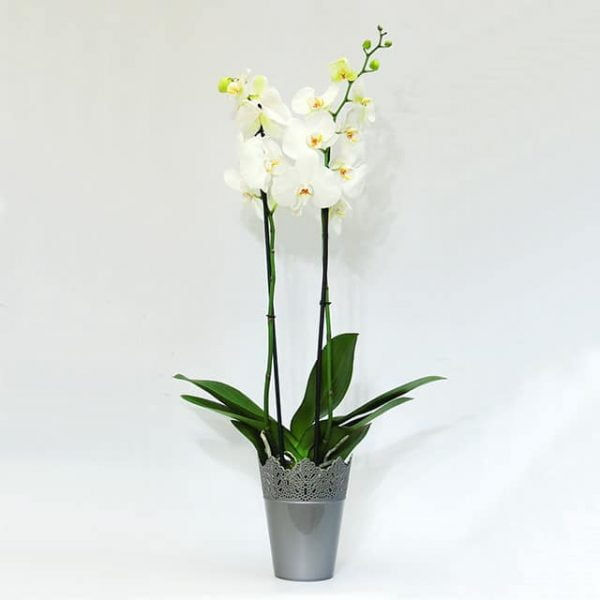 Orquídea blanca de 2 varas - Imagen 2