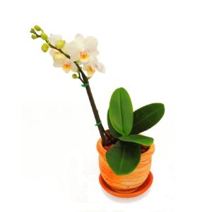 Orquidea mini Blanca 300 300