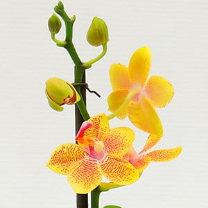 Orquídea phalaenopsis mini amarilla en matera cerámica - Jardineros LTDA -  Paisajismo y Jardinería Profesional