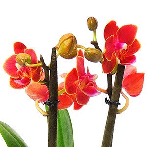 Orquídea phalaenopsis mini en matera cerámica redonda