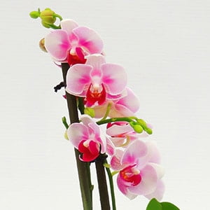 Orquídea mini en matera cerámica