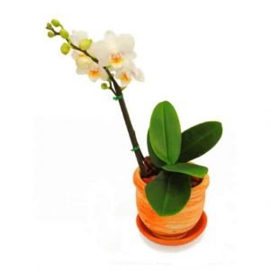 Orquídea mini matera de barro