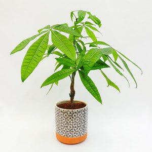 Pachira aquatica o árbol del dinero en matera cerámica