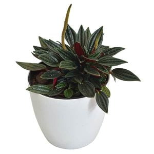 Planta Peperomia Velita