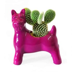 Cactus en matera perro