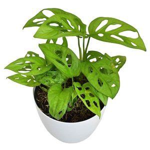 Filodendro Hoja rota Monstera adansonii en maceta blanca