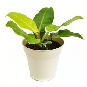 Planta Filodendro o Philodendro Moonlight matera