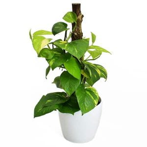 Planta Pothos miami con Tutor