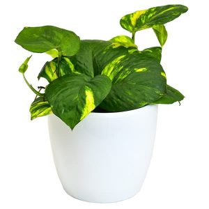Planta Pothos Miami