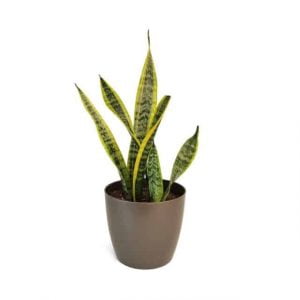Planta Sansevieria o Lengua de Suegra