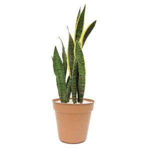 Sansevieria: planta purificadora de aire