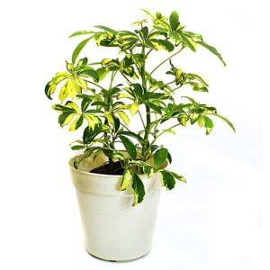 Planta Schefflera enana gold capella