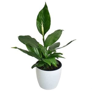 Planta Spathiphyllum o Lirio de la Paz mini