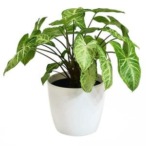Planta Syngonium Blanco
