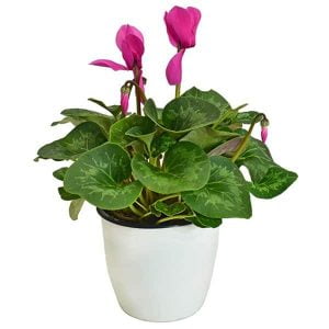 Violeta de los alpes