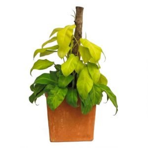 Planta Filodendro o Philodendron Limón