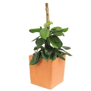 Planta Filodendro o Philodendron syngonium negro