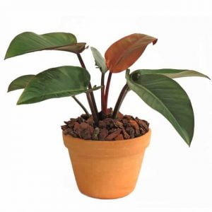 Planta Filodendro o Philodendron Prince of Orange