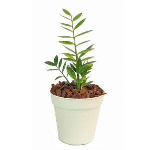 Zamioculcas zamiifolia - Planta ZZ