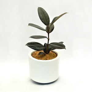 Planta Ficus elastica en matera acrílica blanca
