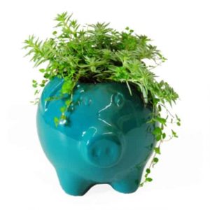 Planta Suculenta en matera cerdito