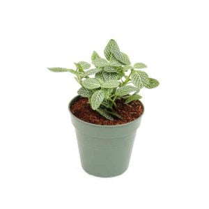 Planta Fittonia: Abre caminos y remueve obstáculos