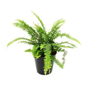 Helecho Boston: planta purificadora de aire