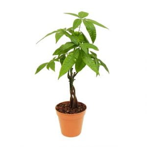 Pachira aquatica: arbol del dinero