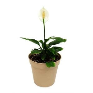 Planta Spathiphyllum: lirio de la paz