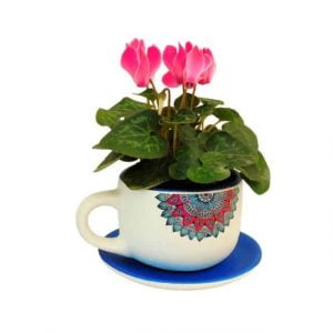 Violeta de los alpes mini en taza decorativa