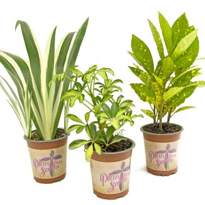 Combo x3 Planticas Santas de Follaje
