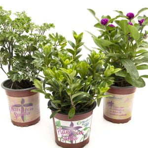 Combo x3 Planticas Santas de Interior