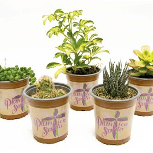 Combo x5 Planticas Santas de Interior