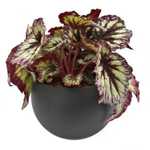 Carrito Begonia Rex matera esférica