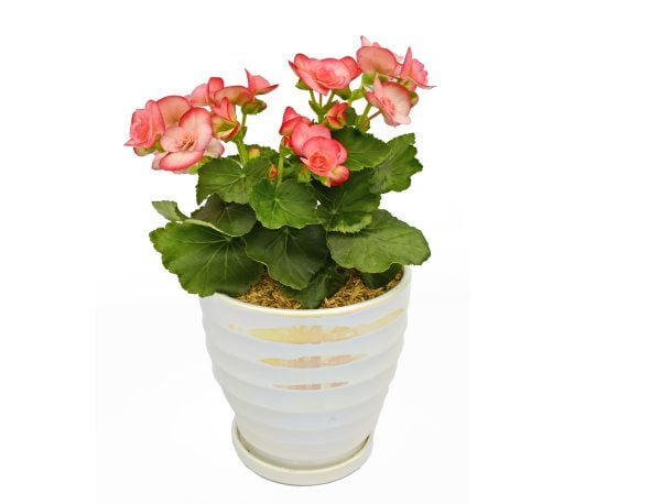 Begonia elatior en matera cerámica