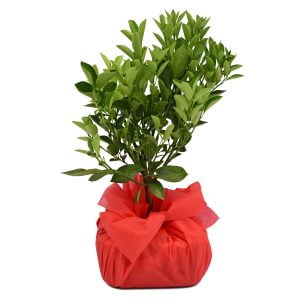 Bonsai naranjo 5 años