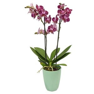 Orquídea Phalaenopsis 2 varas matera plástica