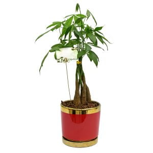 Pachira en matera decorativa cerámica