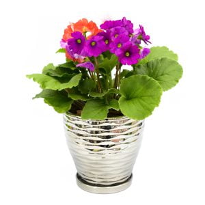 Primavera en matera cerámica